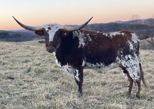 Hubbells Sweet as Sugar 110