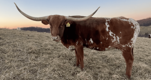 LAF Firecracker NFS!!