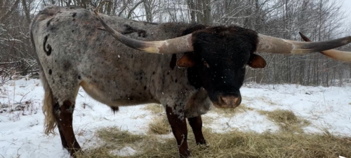 LAF Flaming Bug SOLD!!!