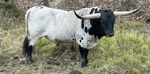 LAF Iron Cowboy SOLD!!