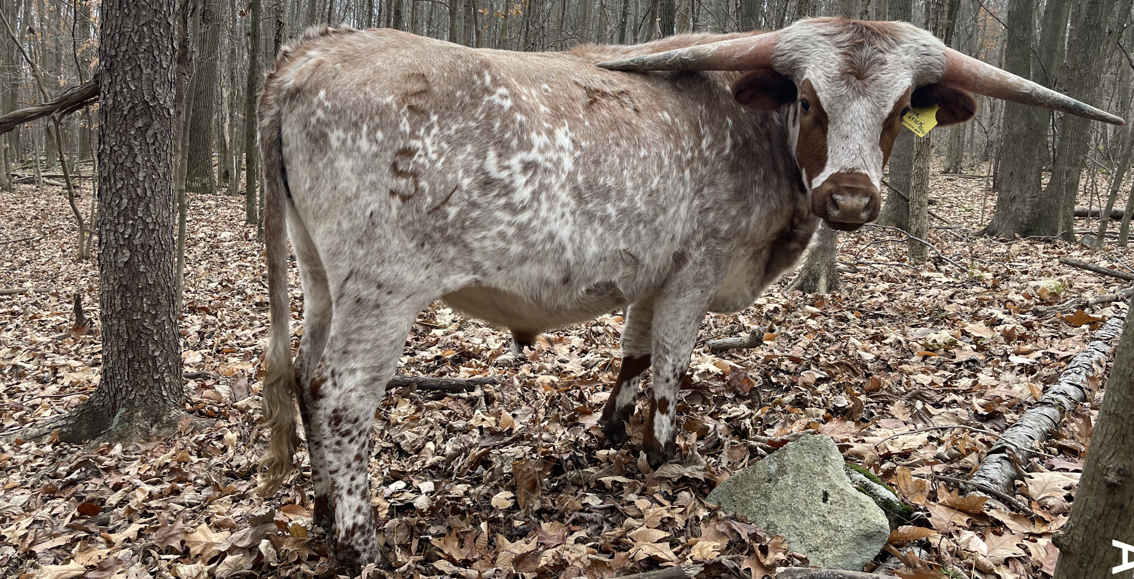 LAF Mr. Stick - Image 3