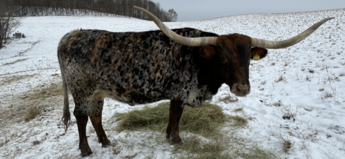 Miss Stick Iron NFS!!