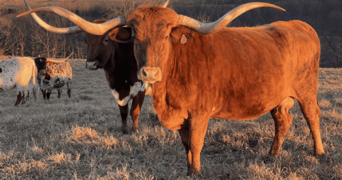 NV Winning Circle SOLD!!!