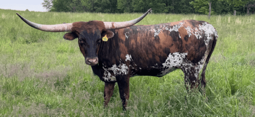 LAF Cut'n Sticks NFS!