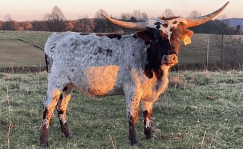 LAF Buggy Sticks SOLD!!