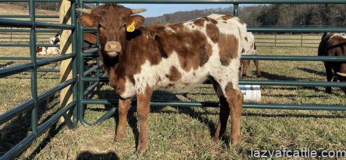 LAF Cinnamon Bug NFS!