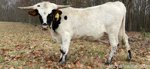 LAF Circle K SOLD!!!