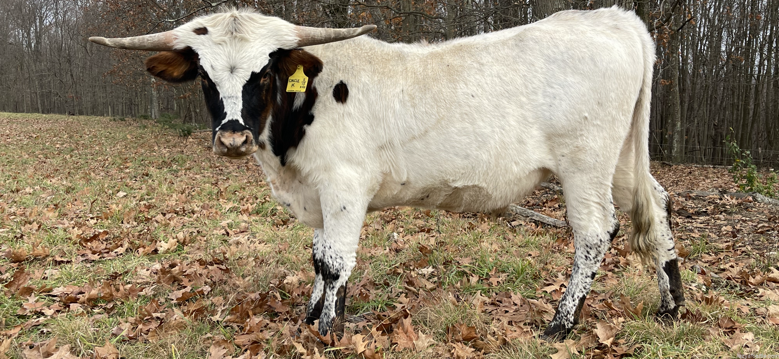 LAF Circle K SOLD!!!