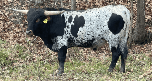 LAF Cookies'n Cream SOLD!!!