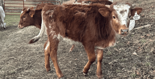 LAF Sugar Baby SOLD!!