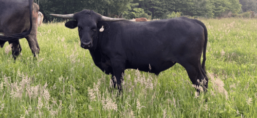 Cut 'n Bug X Fego's Point Steer