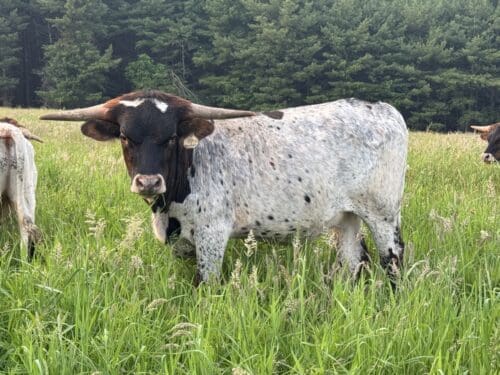 Cut'n Bug X Iron Maiden Steer
