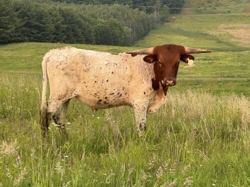 Cut'n Bug X Cinnamon Fire Steer