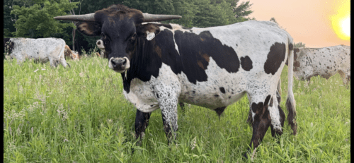 Cut'n Bug X Firecracker Steer