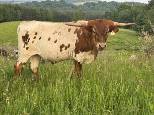 Tuff Nutz X Bugsy Steer