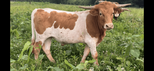 Tuff Nutz X Cut'n Fast Steer