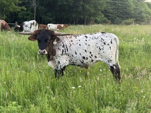 Tuff Nutz X Cut'n Iron