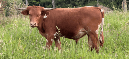 Tuff Nutz X Iron Bug Steer